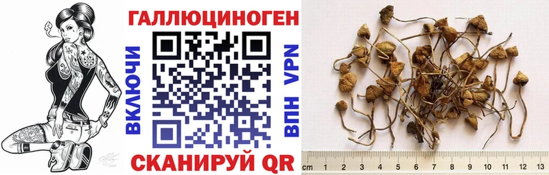 Псилоцибиновые грибы Cubensis  купить   Дальнереченск 